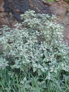 Imagem de Solanum tomentosum var. tomentosum