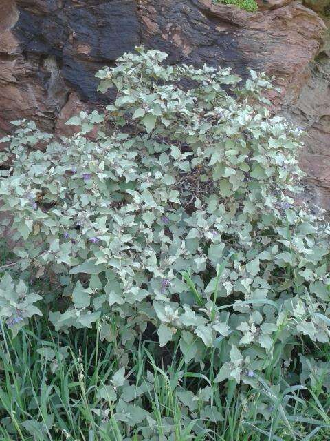 Image of Solanum tomentosum var. tomentosum