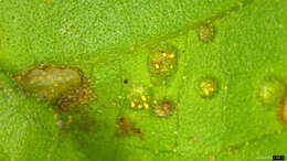 Puccinia kusanoi Dietel 1899的圖片