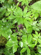 Image of eastern waterleaf