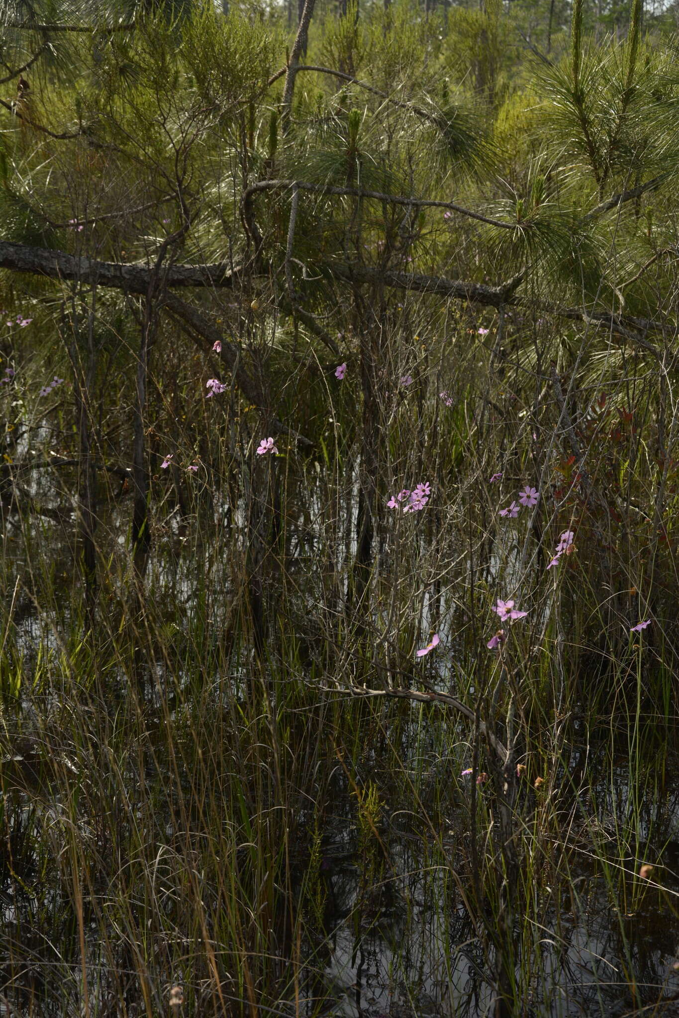 صورة Coreopsis nudata Nutt.