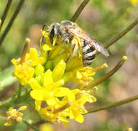 Image of Tansy Mustard Sweat Bee