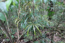 Sivun Podocarpus fasciculus de Laub. kuva