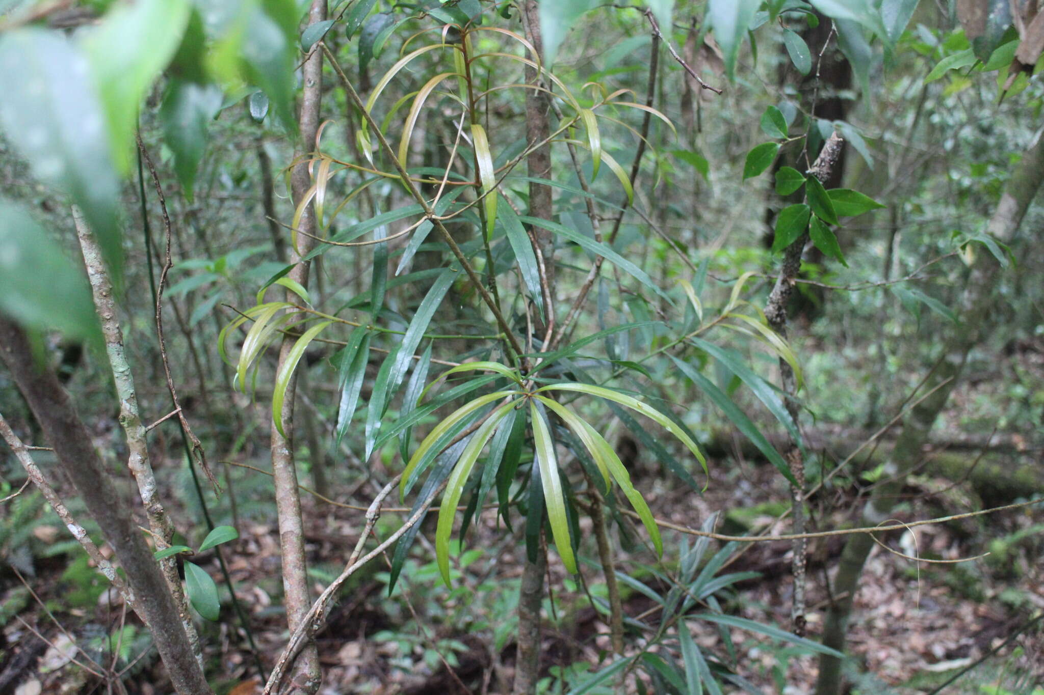 Sivun Podocarpus fasciculus de Laub. kuva