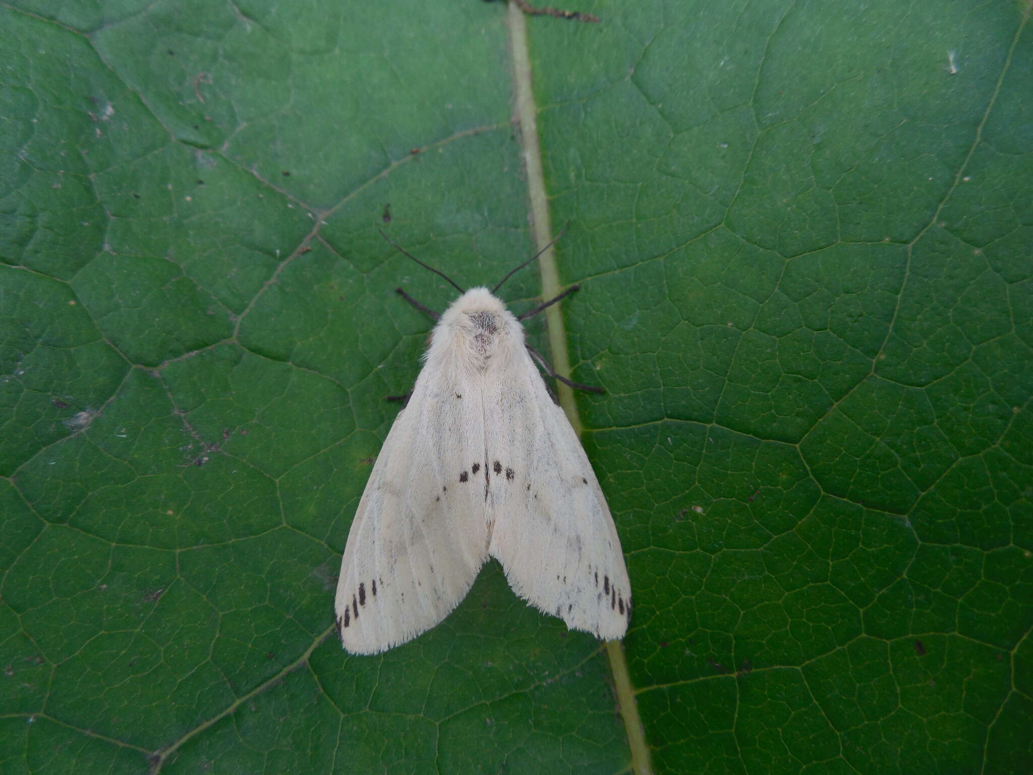 Image of Spilosoma lutea Hüfnagel 1766