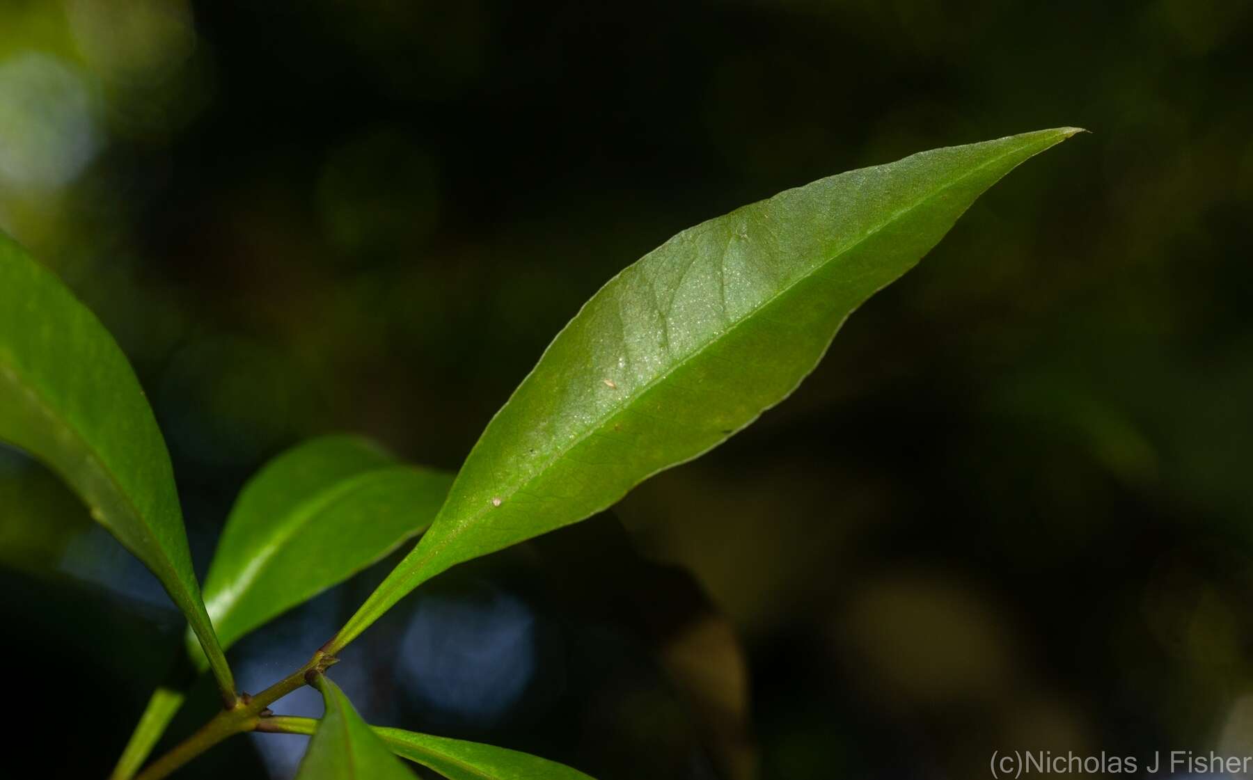 Image of Notelaea johnsonii P. S. Green