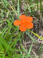 Tricliceras longepedunculatum (Mast.) R. B. Fernandes resmi