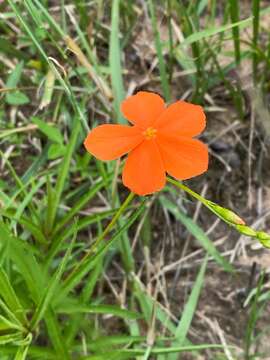 Image of Tricliceras longepedunculatum (Mast.) R. B. Fernandes