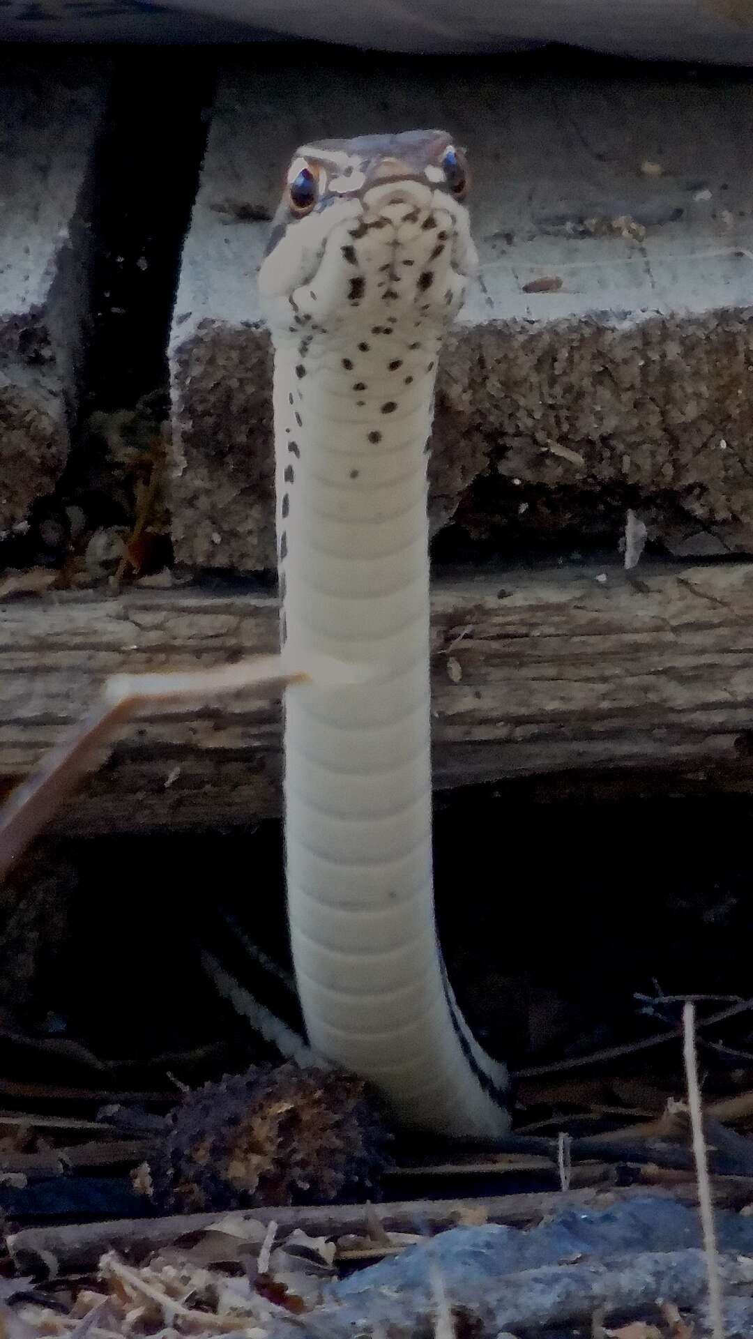 Image of Sonoran Whipsnake