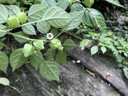 Image of Physalis minimaculata Waterf.