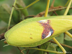 Image of Stagmatoptera biocellata Saussure 1869