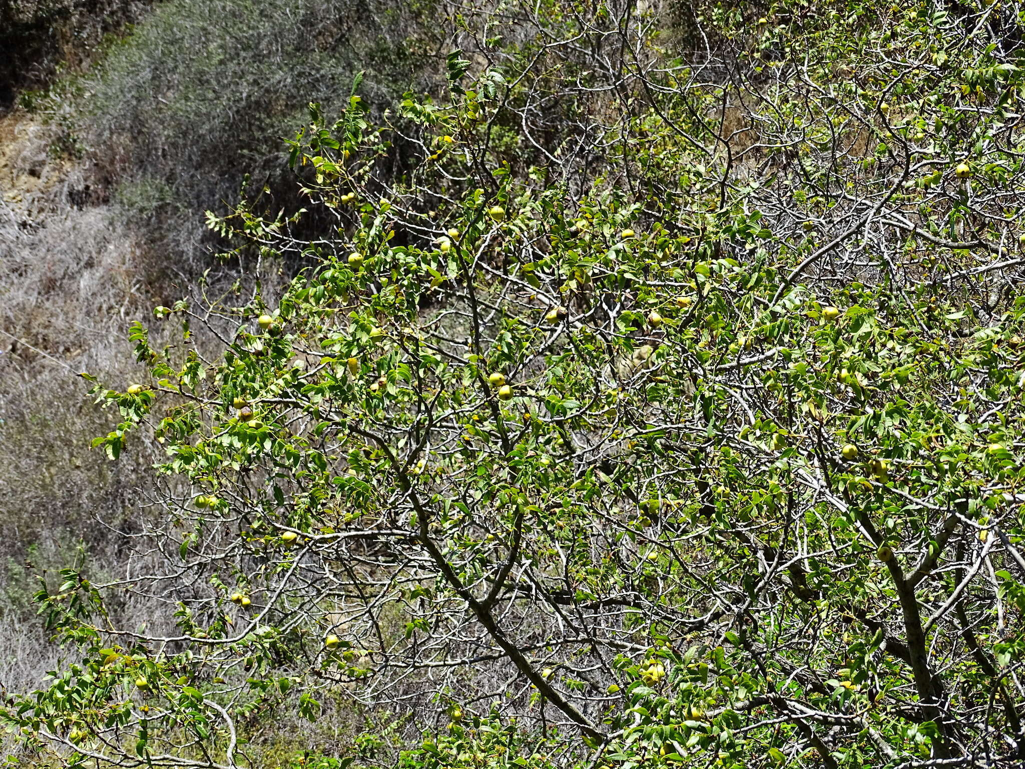 Image de Juglans californica S. Wats.