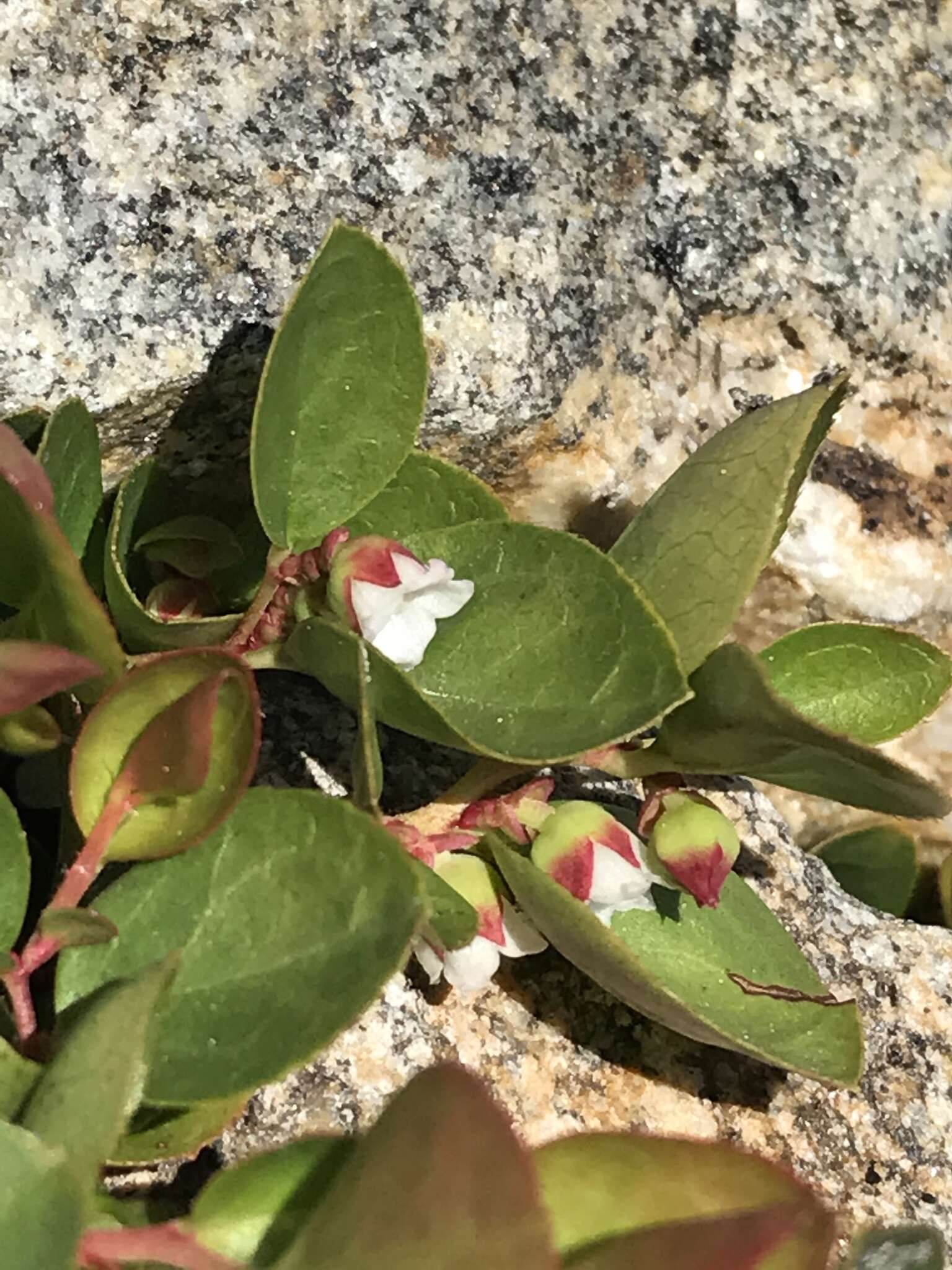 Gaultheria humifusa (R. Grah.) Rydb. resmi