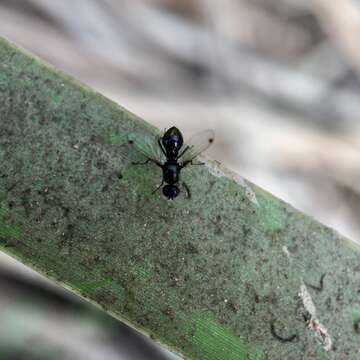 Parapalaeosepsis plebeia (Meijere 1906)的圖片