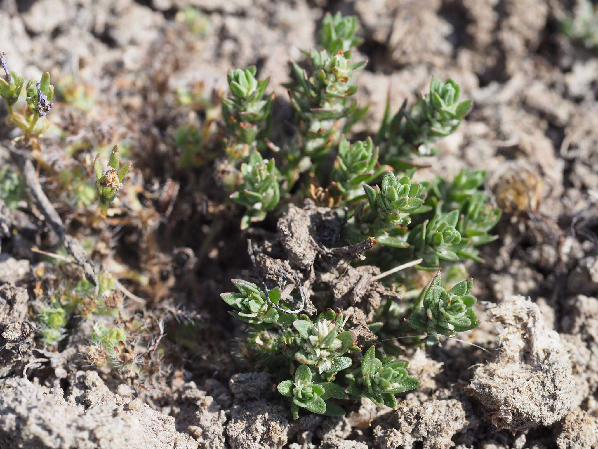 Image of Kellogg's Knotweed