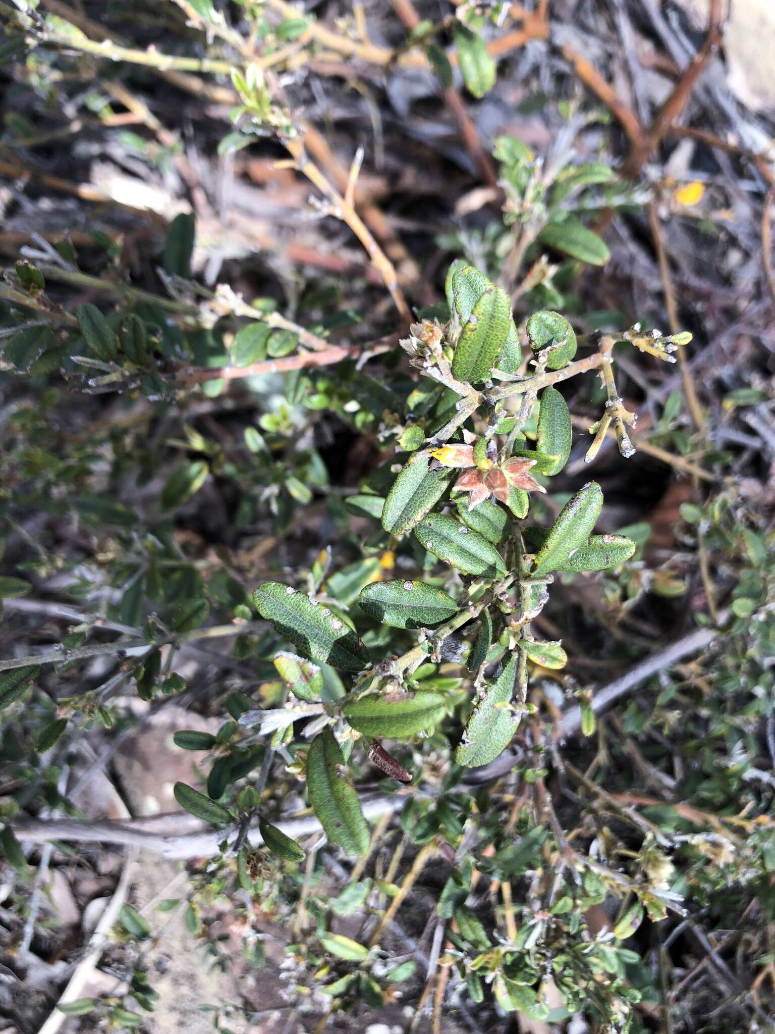 Image of Oxylobium ellipticum (Vent.) R. Br.