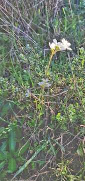 Image of Saxifraga carpetana Boiss. & Reuter