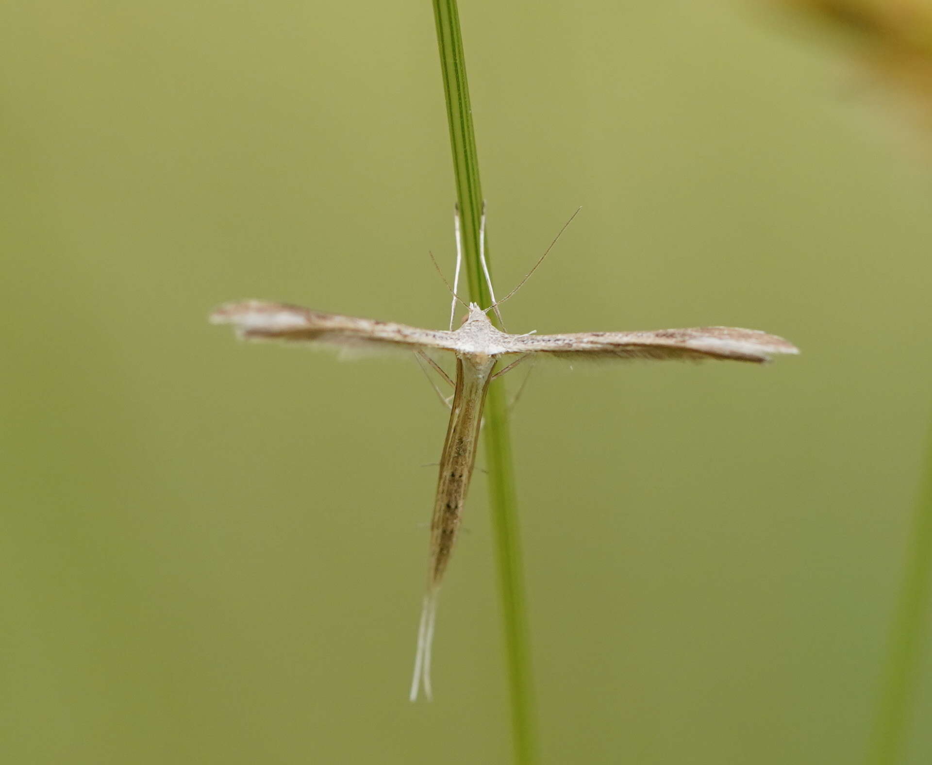 Image de Stenoptilia zophodactylus (Duponchel 1840)