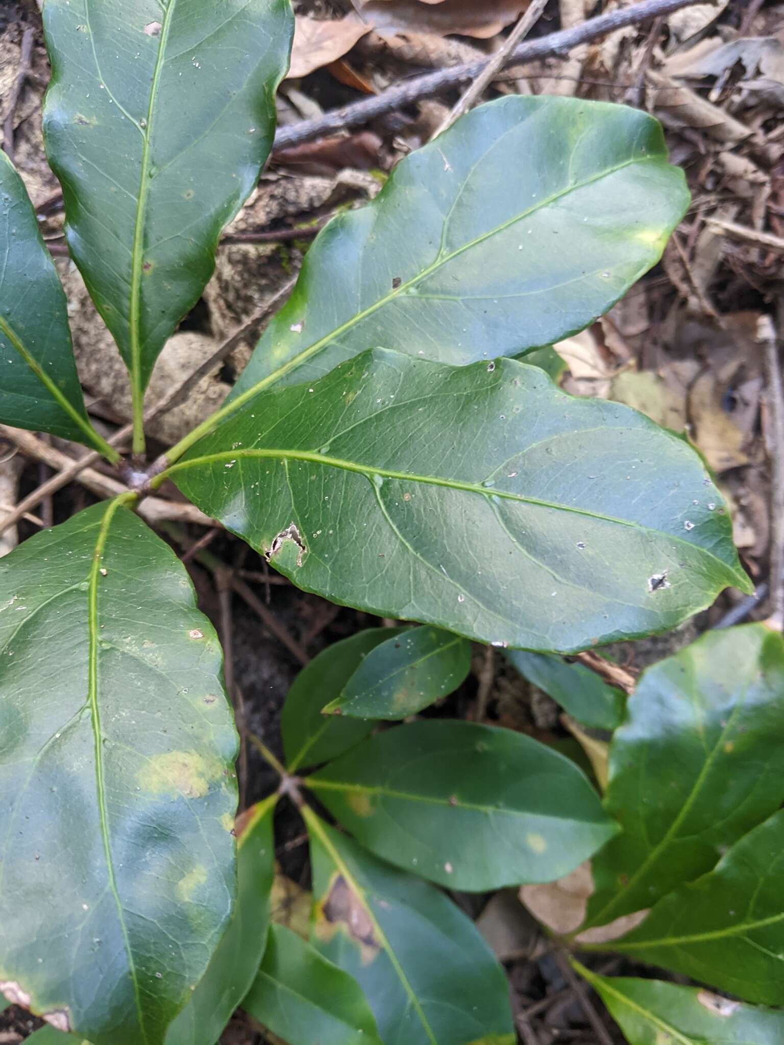 Image of Nothocissus sterculiifolia (F. Müll. ex Benth.) Latiff