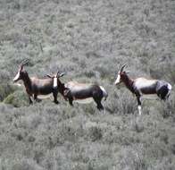 Image of Bontebok