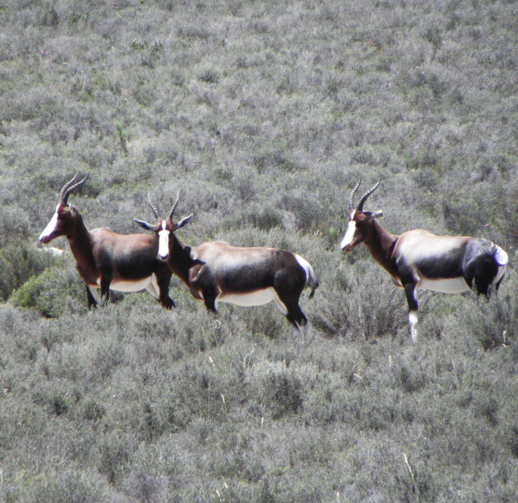 Image of Bontebok