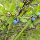 Plancia ëd Vaccinium uliginosum subsp. occidentale (A. Gray) Hulten