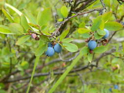 Plancia ëd Vaccinium uliginosum subsp. occidentale (A. Gray) Hulten