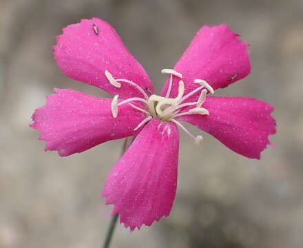 Image of Dianthus basuticus Burtt Davy