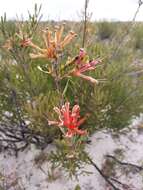 Image of <i>Lambertia <i>multiflora</i></i> var. multiflora