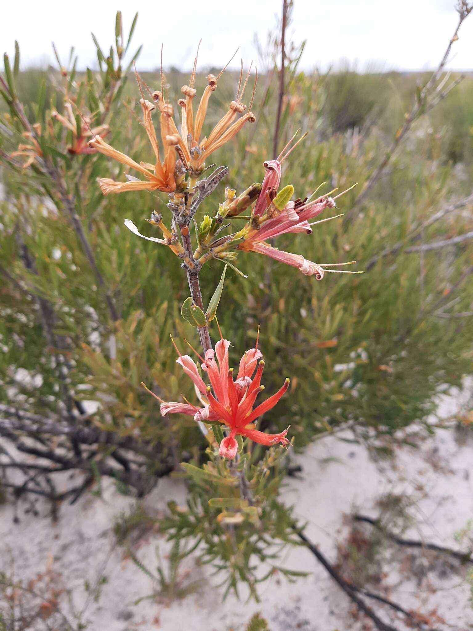 Image of <i>Lambertia <i>multiflora</i></i> var. multiflora