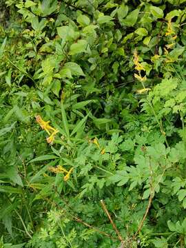 Image of Corydalis raddeana Regel