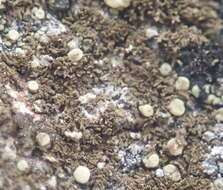 Image of Tingiopsidium isidiatum