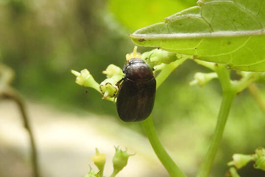 صورة Apogonia cribricollis Burmeister 1855