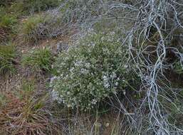 Image of Agathosma foetidissima (Bartl. & Wendl.) Steud.