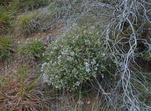 Image of Agathosma foetidissima (Bartl. & Wendl.) Steud.