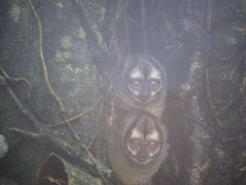 Image of Panamanian Night Monkey