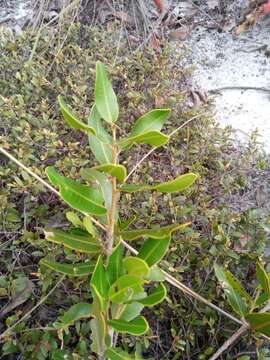 Image of Abrahamia ibityensis (H. Perrier) Randrian. & Lowry