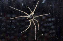 صورة Philodromus dispar Walckenaer 1826