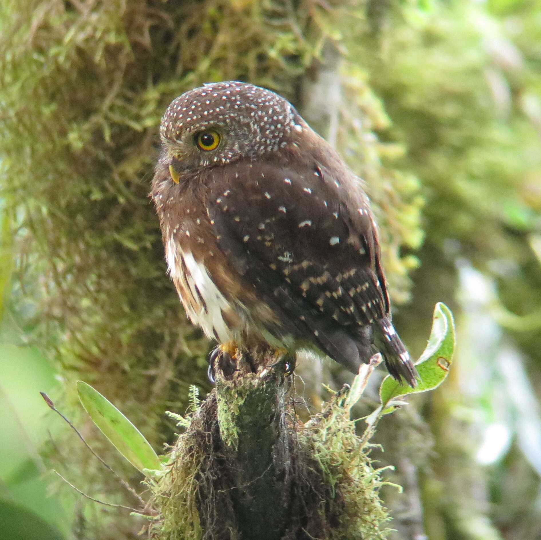 Image of Andean Pygmy Owl