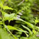 Image of blue skullcap