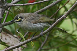 Imagem de Caligavis chrysops chrysops (Latham 1801)