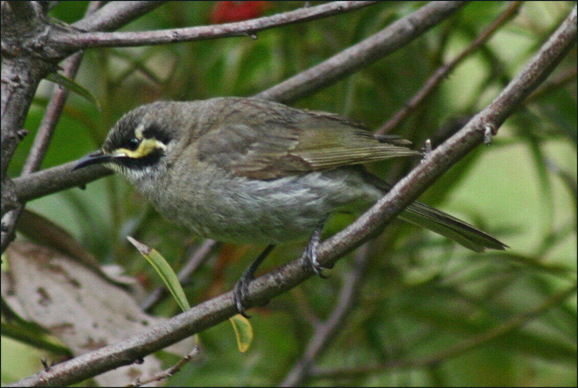 Imagem de Caligavis chrysops chrysops (Latham 1801)