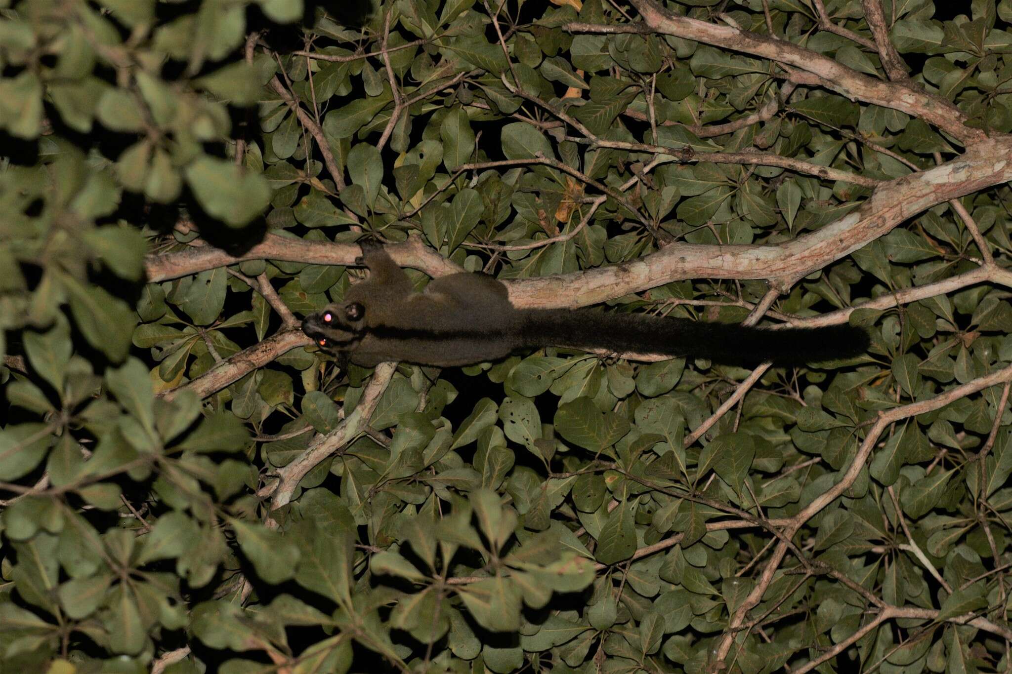 Image of Pale Fork-crowned Lemur