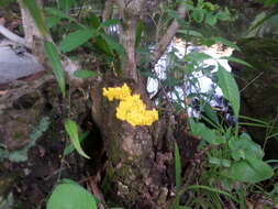 Image of Dog vomit slime mold