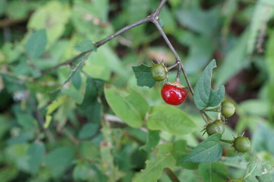 Image of Lycianthes biflora (Loureiro) Bitter