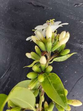 Image de Cordia gerascanthus L.