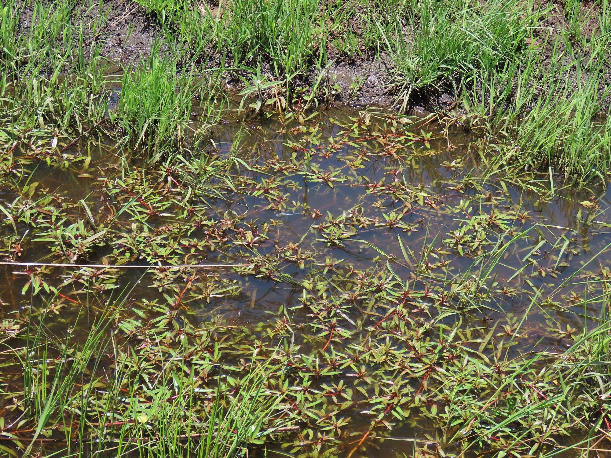 Image of Creeping ludwigia
