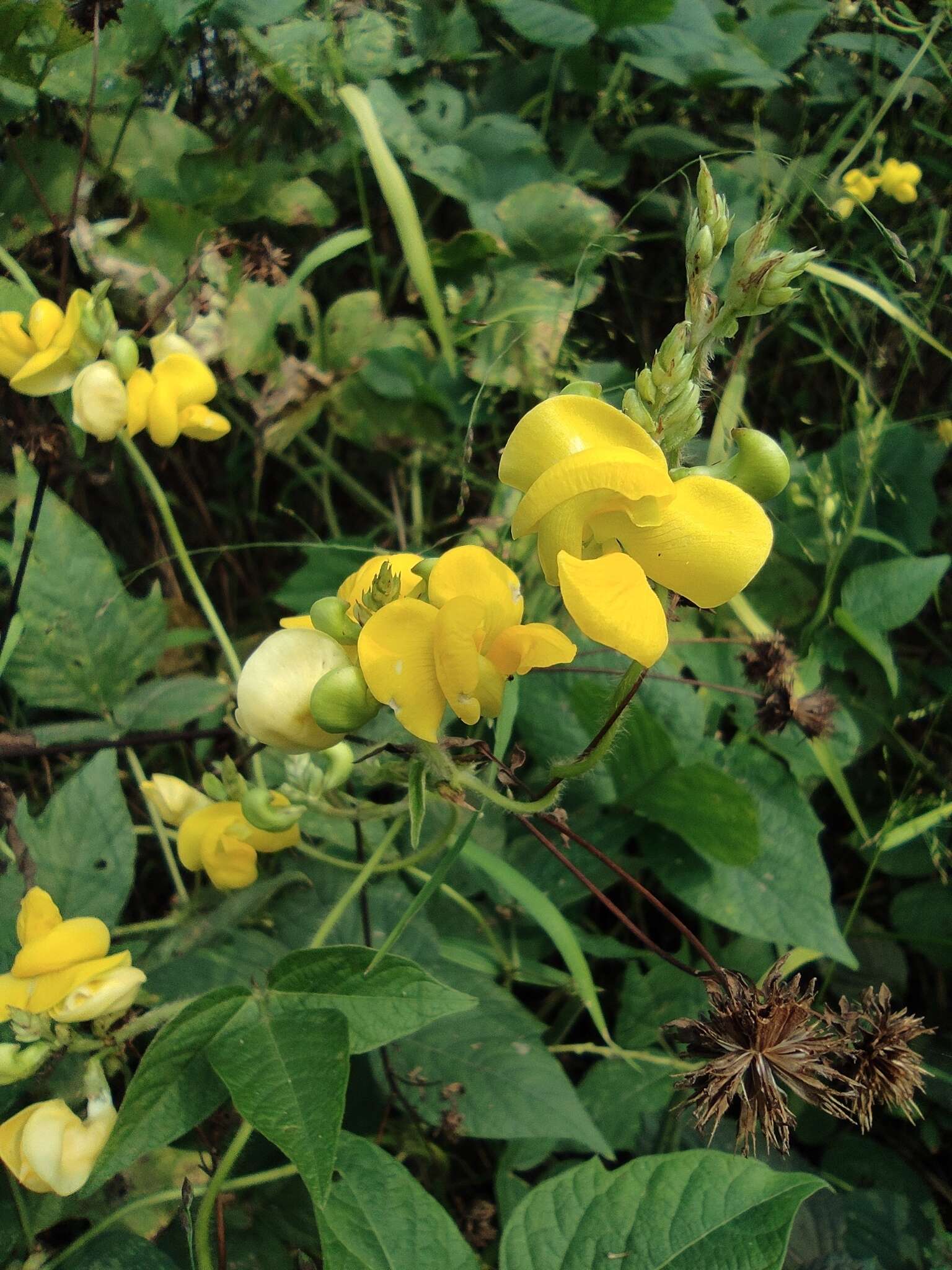 Image of rice bean