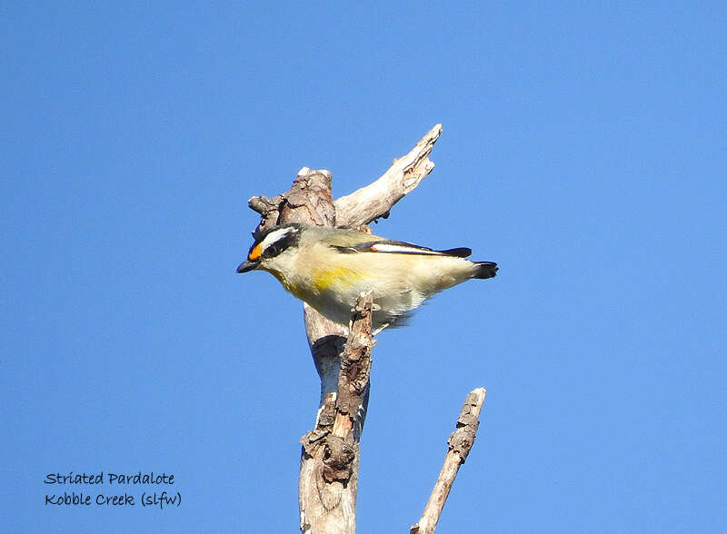 Imagem de Pardalotus striatus melanocephalus Gould 1838