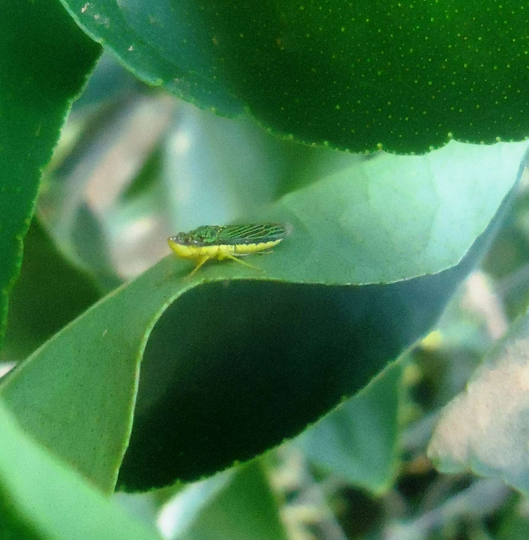 Image of Acrogonia citrina Marucci & Cavichioli 2002